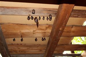 časť kolónie Rhinolophus hipposideros v garáži